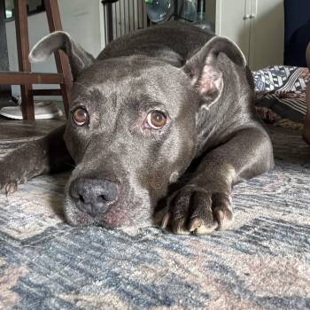 Wallabee -  Pit Bull Terrier Dog for Adoption in Fort Pierce, Florida - Wallabee | PetCurious