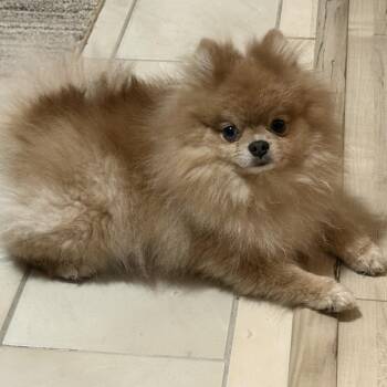 Queenie -  Pomeranian Dog for Adoption in Key Largo, Florida - Queenie | PetCurious