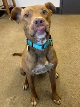 Skeeter -  Pit Bull Terrier Dog for Adoption in Cleveland, Ohio - Skeeter | PetCurious