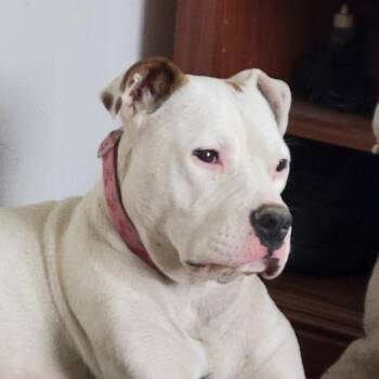 Love -  Pit Bull Terrier and Mixed Breed Dog for Adoption in Tacoma, Washington - Love | PetCurious