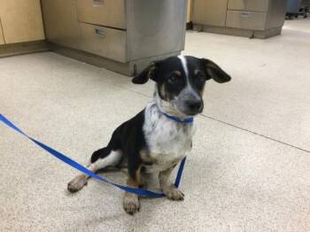 Australian Cattle Dog Blue Heeler and Chihuahua Dogs Available for Adoption in Riverside, California - CACHORO | PetCurious