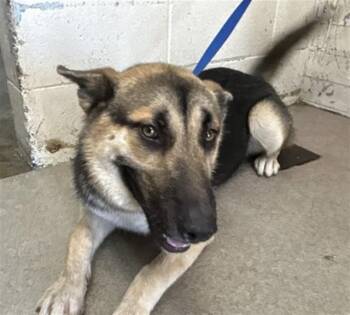 HENNA -  German Shepherd Dog Dog for Adoption in San Bernardino, California - HENNA | PetCurious