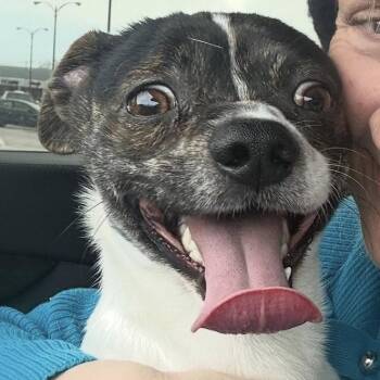 Boston Terrier and Chihuahua Dogs Available for Adoption - Panda | PetCurious