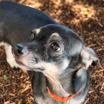 Loretta -  Chihuahua Dog for Adoption in Boerne, Texas - Loretta | PetCurious