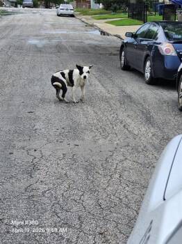 American Staffordshire Terrier Dogs Available for Adoption in San Antonio, Texas - MANCHAS | PetCurious