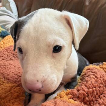 Rocky -  Pit Bull Terrier and Mixed Breed Dog for Adoption in Durham, North Carolina - Rocky | PetCurious