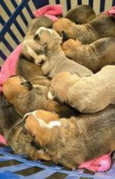 Hound Dogs Available for Adoption in Newport, Kentucky - Madeline Wuntch | PetCurious