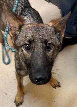 Luna -  German Shepherd Dog Dog for Adoption in Elizabethton, Tennessee - Luna | PetCurious