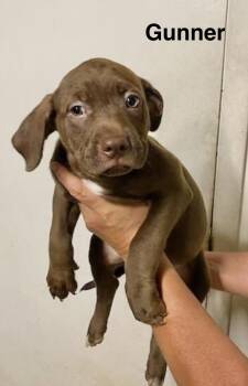 Gunner -  Labrador Retriever Dog for Adoption in Manchester, Connecticut - Gunner | PetCurious