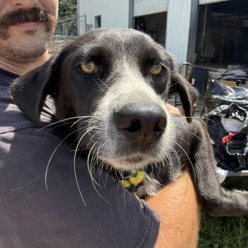 Layla -  Labrador Retriever Dog for Adoption in Columbia, South Carolina - Layla | PetCurious