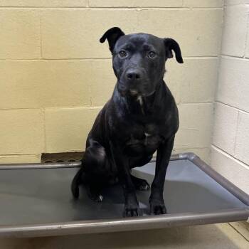 Darth -  Pit Bull Terrier and Black Labrador Retriever Dog for Adoption in Clarksville, Virginia - Darth | PetCurious