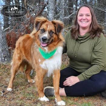 Rescue Mixed Breed Dogs for Adoption in Grayling, Michigan - Benji | PetCurious