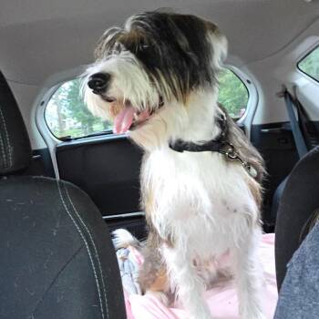 Jax -  Mixed Breed Dog for Adoption in Madison, Wisconsin - Jax | PetCurious