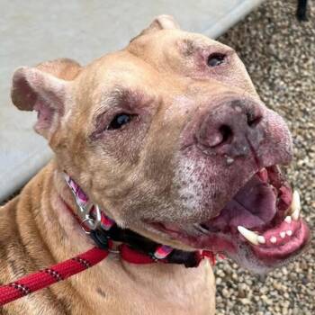 Rescue Mixed Breed Dogs for Adoption in Warren, Ohio - Mayers | PetCurious