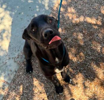 Nacho -  Cane Corso Dog for Adoption in Sierra Vista, Arizona - Nacho | PetCurious