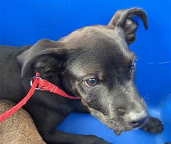 CIARA -  Mixed Breed Dog for Adoption in Dallas, Texas - CIARA | PetCurious