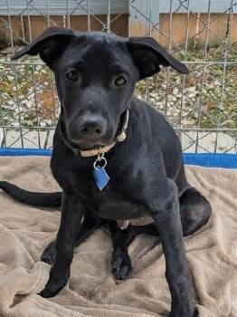 Woody -  Black Labrador Retriever Dog for Adoption in Scottsburg, Indiana - Woody | PetCurious