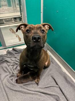Staffordshire Bull Terrier and Mixed Breed Dogs Available for Adoption in Oklahoma City, Oklahoma - KYRA | PetCurious