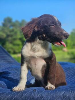 Lamborghini Diablo Cars -  Australian Shepherd and Chihuahua Dog for Adoption in South Kingstown, Rhode Island - Lamborghini Diablo Cars | PetCurious
