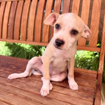 Marvin -  Chihuahua Dog for Adoption in Agoura Hills, California - Marvin | PetCurious