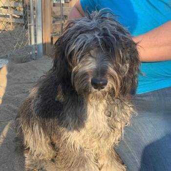 Bruno -  Australian Shepherd and Poodle Dog for Adoption in Tonasket, Washington - Bruno | PetCurious