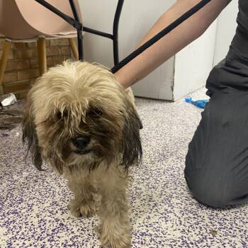 Rescue Shih Tzu Dogs for Adoption in Northbrook, Illinois - Duke | PetCurious