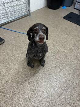 Remington -  German Shorthaired Pointer Dog for Adoption in Fruit Heights, Utah - Remington | PetCurious