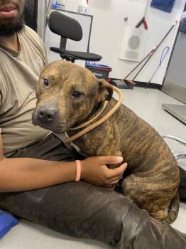 Rescue Mixed Breed Dogs for Adoption in West Chester, Pennsylvania - Preston | PetCurious