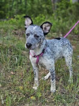 Australian Cattle Dog Blue Heeler Dogs Available for Adoption in Fort Payne, Alabama - Athena | PetCurious