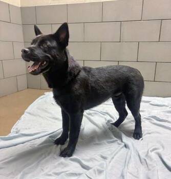 Mixed Breed Dogs Available for Adoption in Nashville, Tennessee - Romaine | PetCurious
