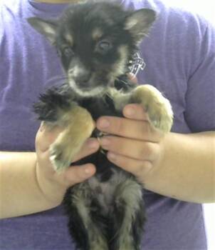 A185874 -  German Shepherd Dog Dog for Adoption in Pasadena, Texas - A185874 | PetCurious