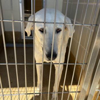 Katherine -  Great Pyrenees and Mixed Breed Dog for Adoption in League City, Texas - Katherine | PetCurious