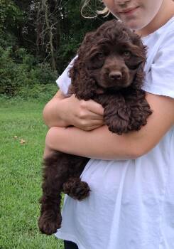 Cocoa -  Cocker Spaniel Dog for Adoption in Staatsburg, New York - Cocoa | PetCurious