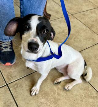 Rescue Hound and Boston Terrier Dogs for Adoption in El Segundo, California - PIPPA | PetCurious