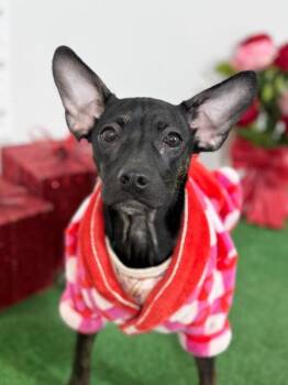 Tamara-One of our Amazing Rescue Dogs -  Miniature Pinscher and German Pinscher Dog Available for Adoption in Carlsbad, California - Tamara-One Of Our Amazing Rescue Dogs | PetCurious