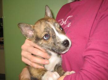 Lucky Penny -  Husky and Mixed Breed Dog for Adoption in La Porte, Indiana - Lucky Penny | PetCurious