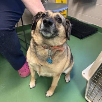 Beagle and Norwegian Elkhound Dogs Available for Adoption in South Haven, Michigan - Astrid | PetCurious