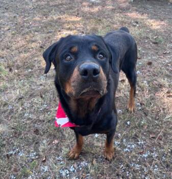 Chester -  Rottweiler Dog for Adoption in Little Rock, Arkansas - Chester | PetCurious