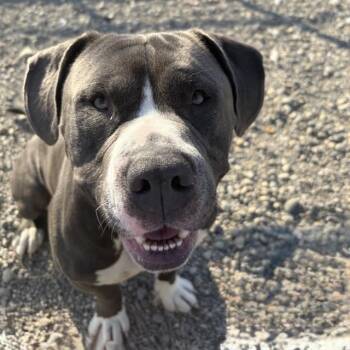 Rescue Pit Bull Terrier Dogs for Adoption in Indianapolis, Indiana - RAY JAY | PetCurious