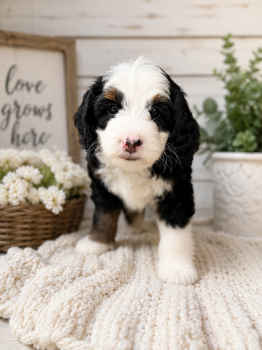 Ambrosia  -  Bernedoodle Dog for Sale in Calvin, Oklahoma - Ambrosia  | PetCurious
