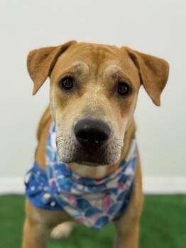 Labrador Retriever and Rhodesian Ridgeback Dogs Available for Adoption - Mr. Pickles | PetCurious