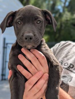 Onyx -  Black Labrador Retriever and Mixed Breed Dog for Adoption in Fenton, Michigan - Onyx | PetCurious