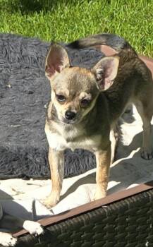 Jingle -  Chihuahua Dog for Adoption in Seattle, Washington - Jingle | PetCurious