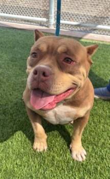 Rescue Pit Bull Terrier and English Bulldog Dogs for Adoption in Lathrop, California - SAGE | PetCurious
