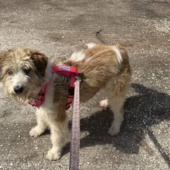 Mixed Breed Dogs Available for Adoption - Fragrance | PetCurious