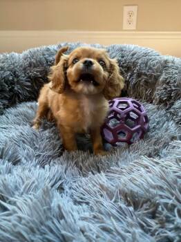 Archie -  Cavalier King Charles Spaniel Dog for Adoption in Troy, Illinois - Archie | PetCurious