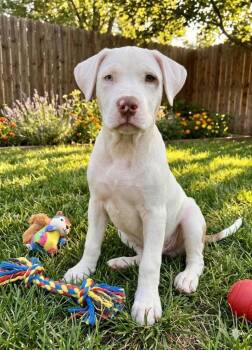 Milo -  Staffordshire Bull Terrier and Shepherd Dog for Adoption in St. Augustine, Florida - Milo | PetCurious