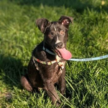 Mixed Breed Dogs Available for Adoption in Melbourne, Kentucky - Neptune | PetCurious