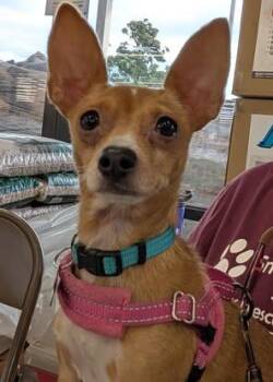 Rescue Chihuahua Dogs for Adoption in Covington, Washington - Frisco | PetCurious