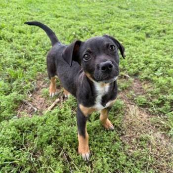 Shepherd Dogs Available for Adoption in Carencro, Louisiana - Tove | PetCurious